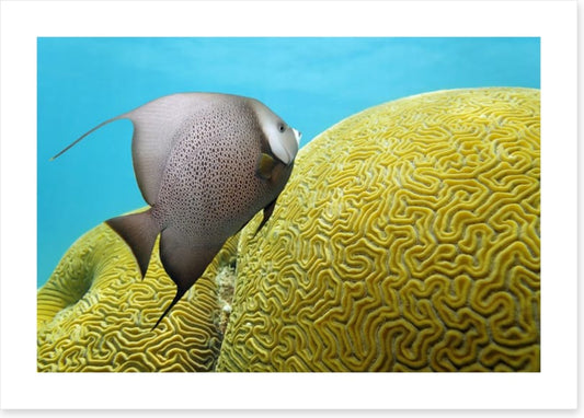 Fish / Aquatic