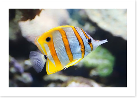 Fish / Aquatic