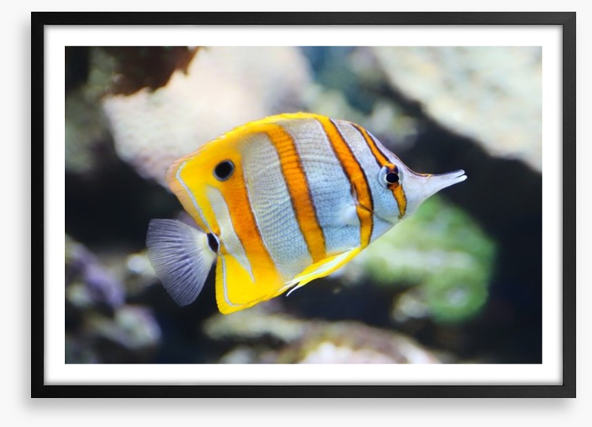 Fish / Aquatic