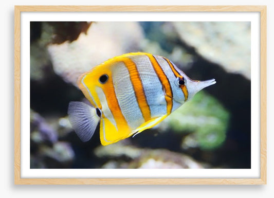 Fish / Aquatic