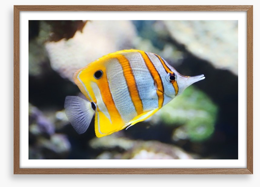 Fish / Aquatic