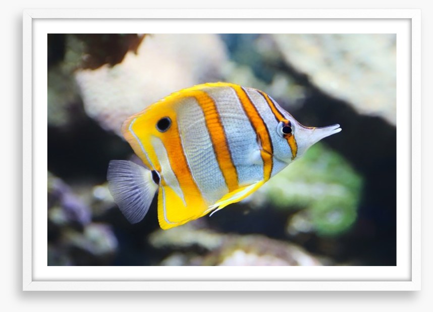 Fish / Aquatic