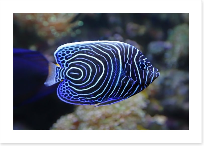 Juvenile emperor angelfish
