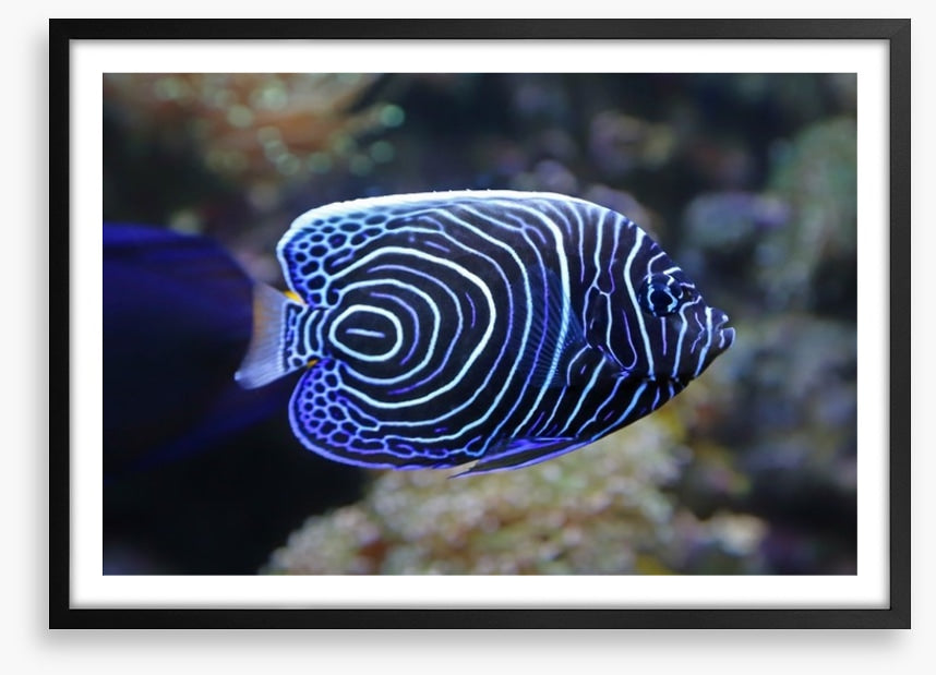 Juvenile emperor angelfish