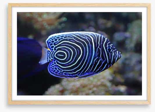 Juvenile emperor angelfish