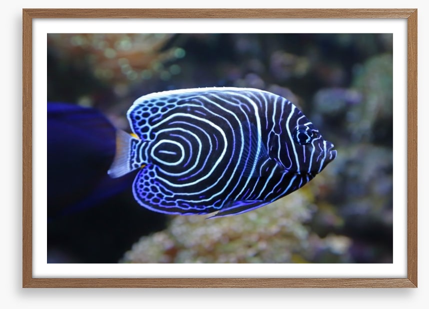 Juvenile emperor angelfish