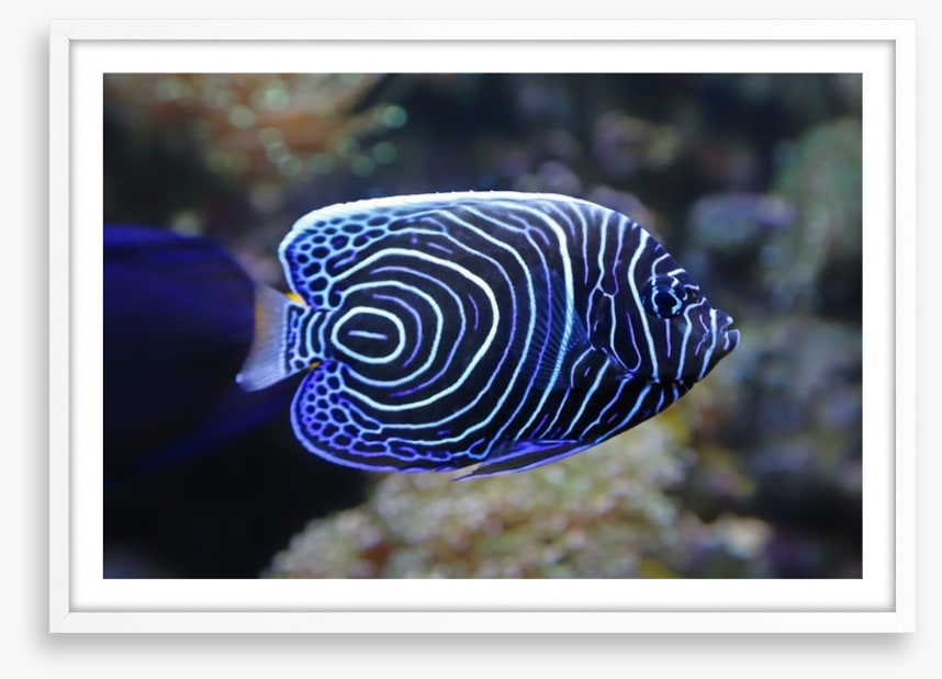 Juvenile emperor angelfish