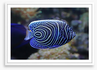 Juvenile emperor angelfish