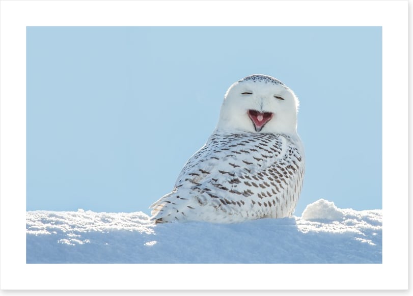 Smiling snowy owl