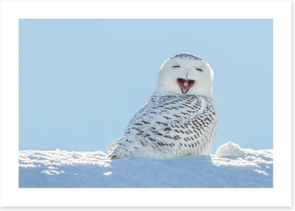 Smiling snowy owl