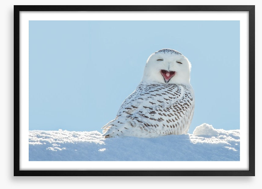 Smiling snowy owl
