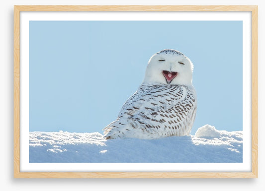 Smiling snowy owl