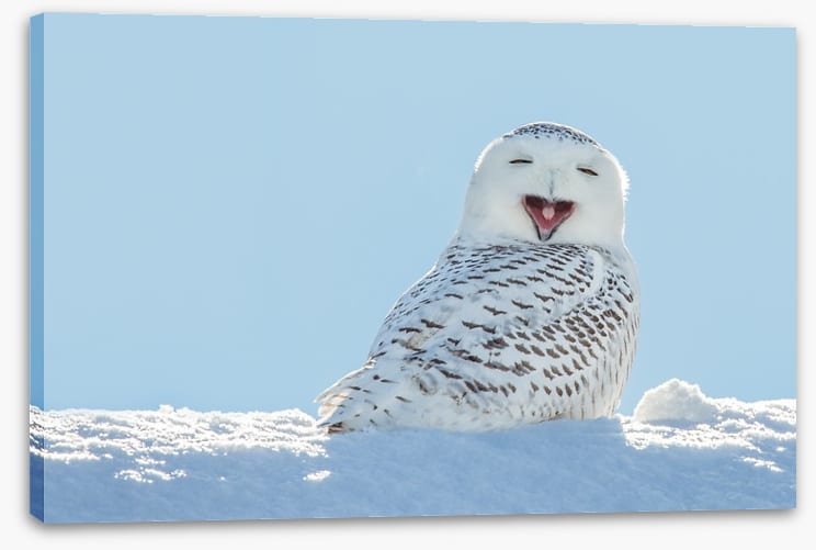 Smiling snowy owl
