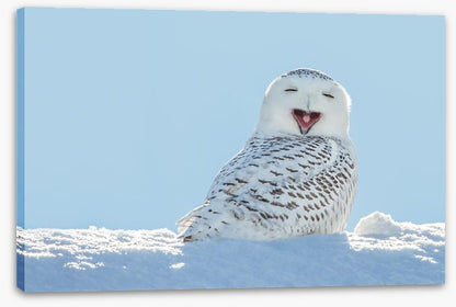 Smiling snowy owl
