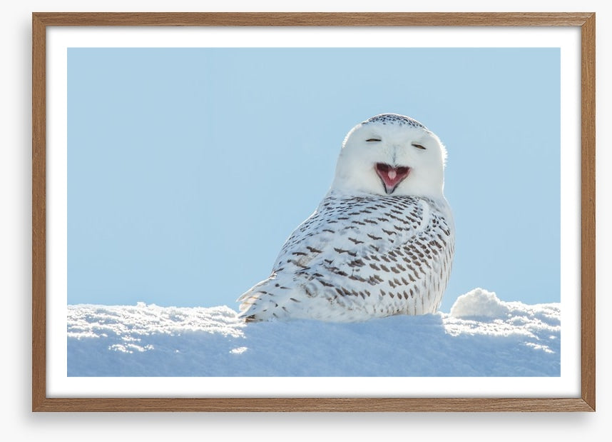 Smiling snowy owl