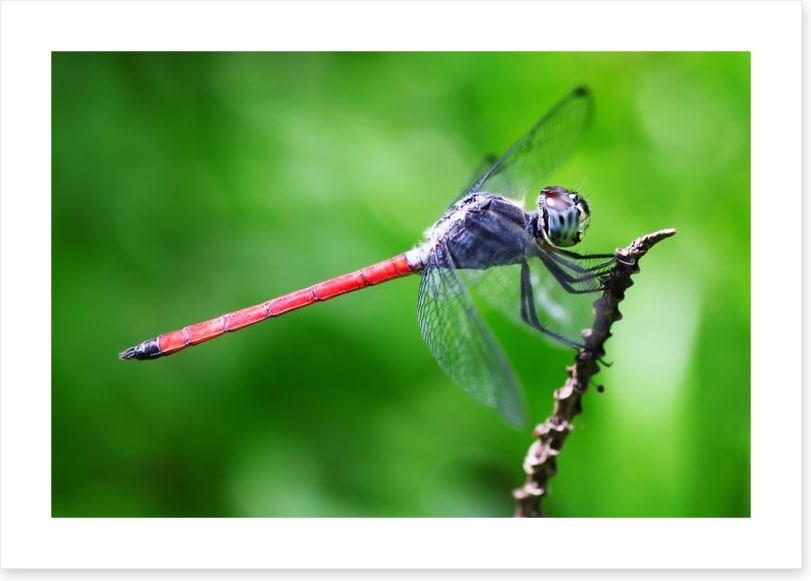 Insects