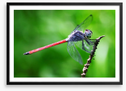 Insects
