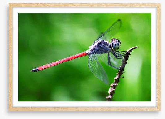Insects