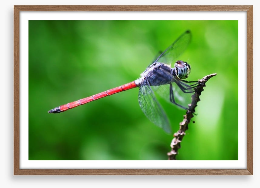 Insects