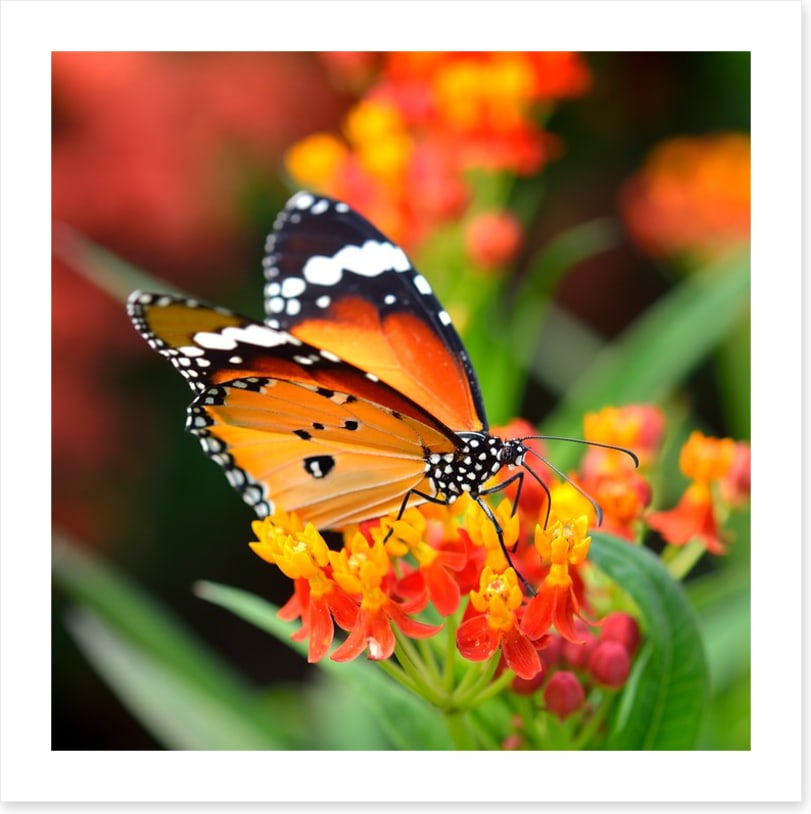 Orange monarch