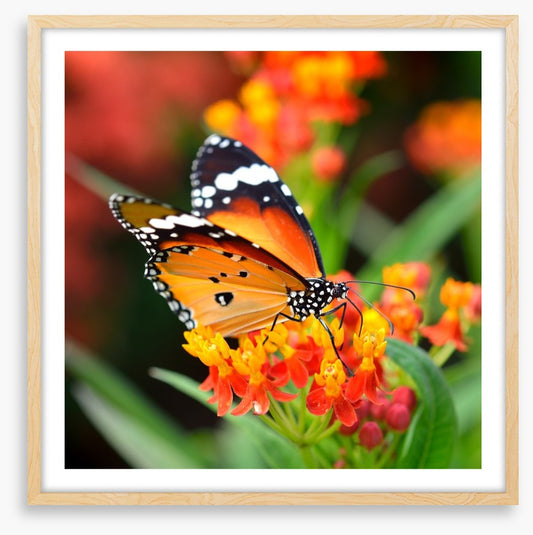 Orange monarch