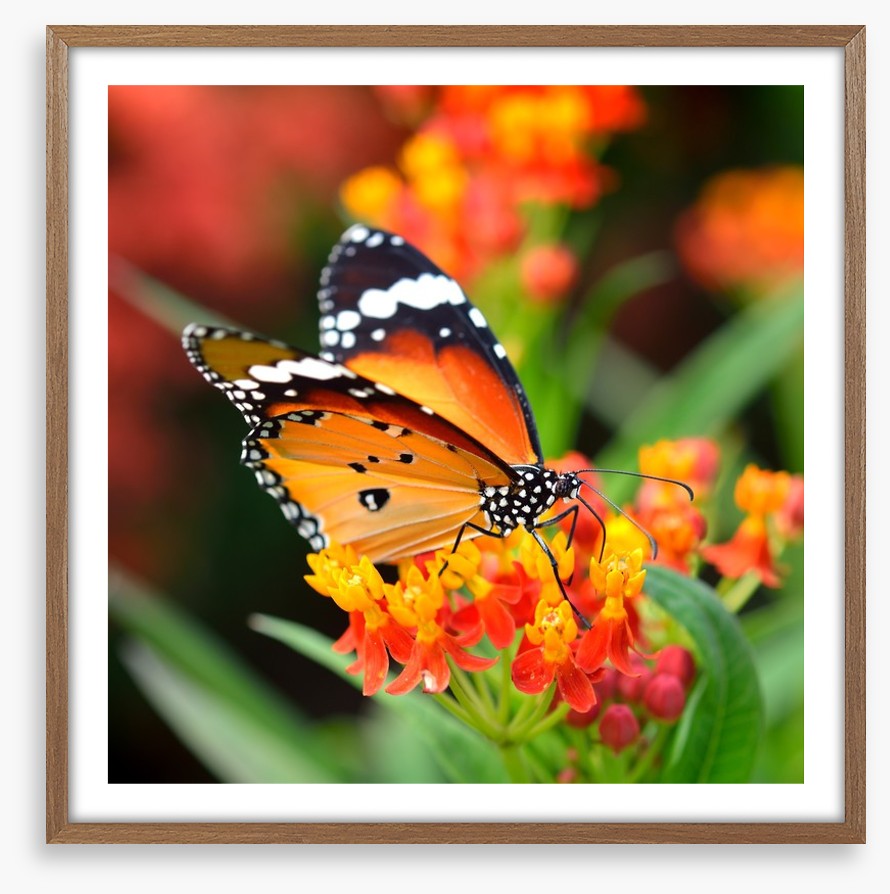 Orange monarch