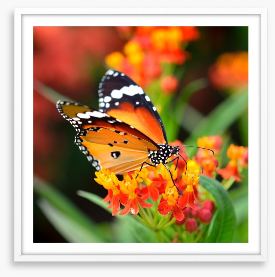 Orange monarch