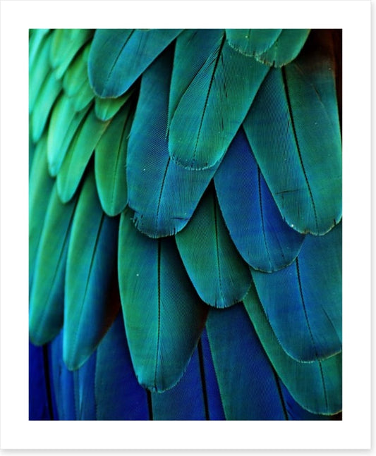 Macaw feathers