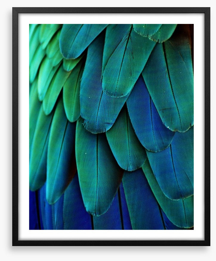 Macaw feathers