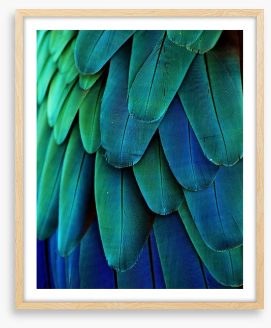 Macaw feathers