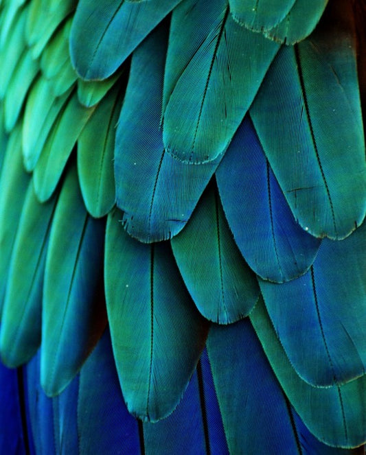 Macaw feathers