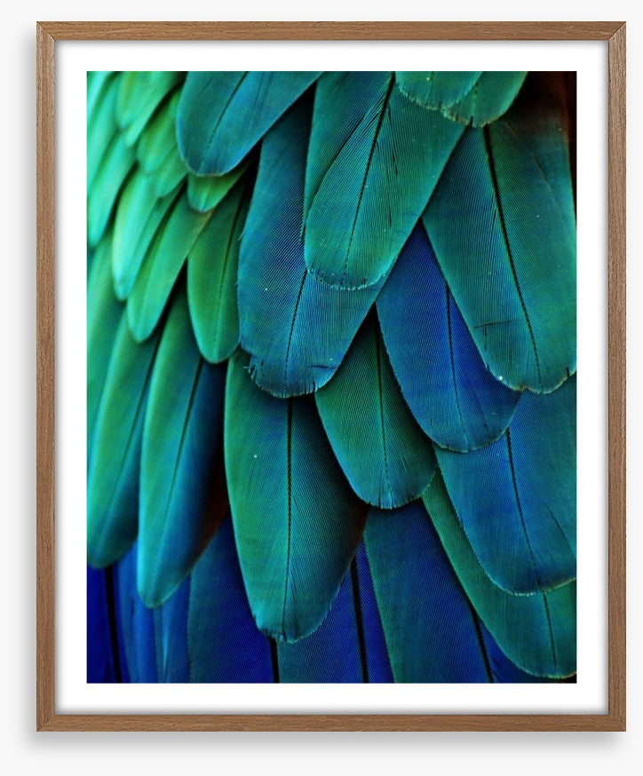 Macaw feathers