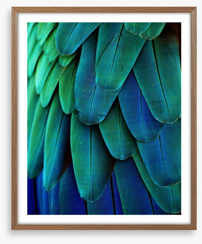 Macaw feathers