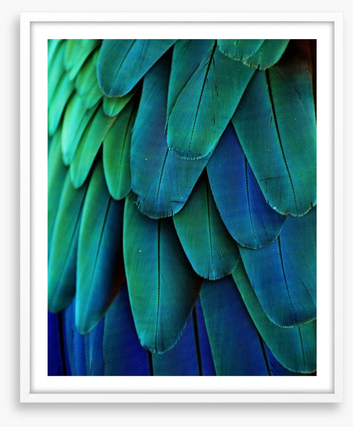 Macaw feathers