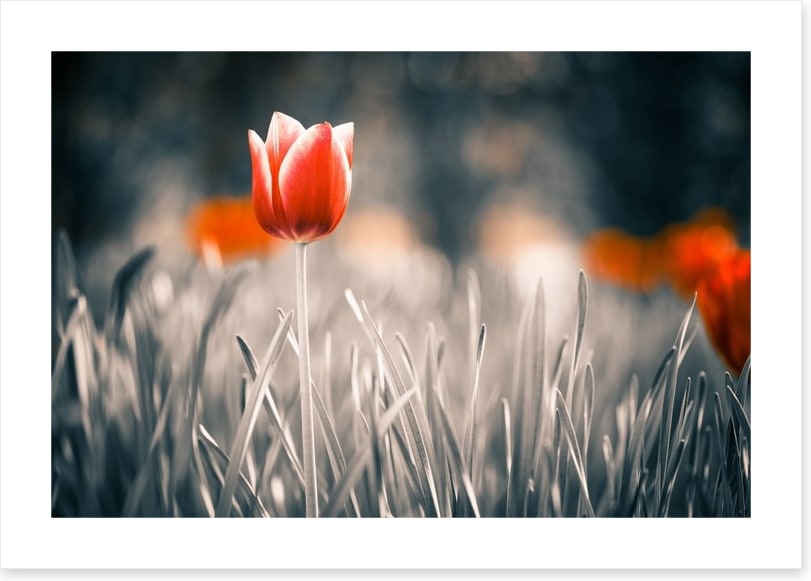 Red tulip