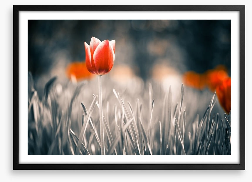 Red tulip