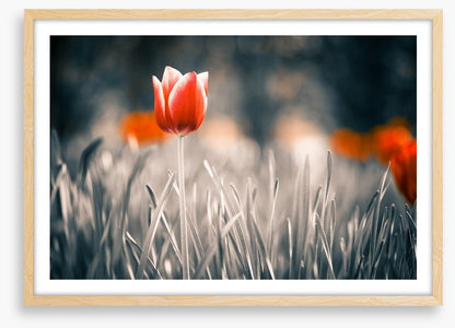 Red tulip