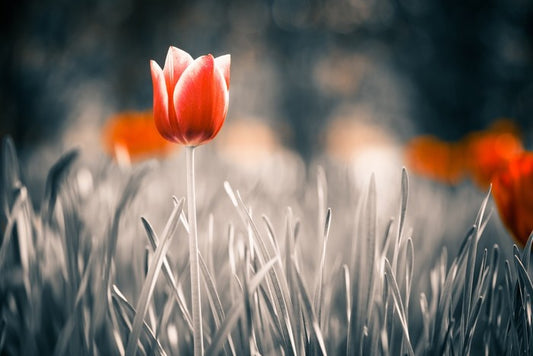 Red tulip
