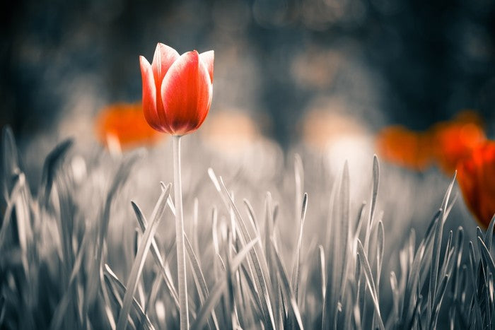 Red tulip