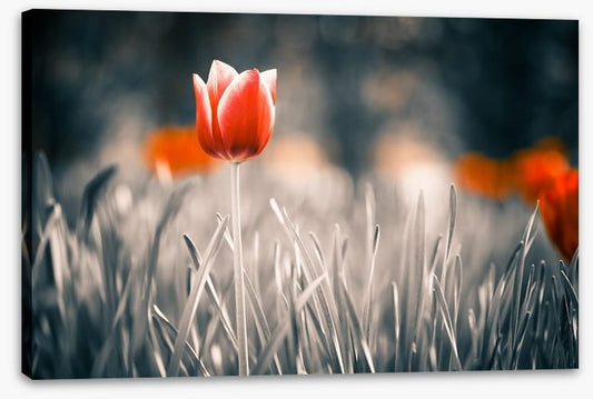 Red tulip