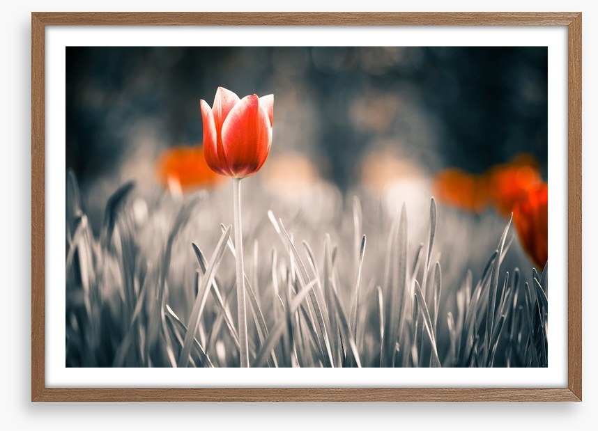 Red tulip