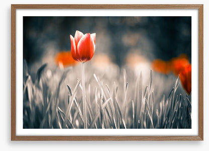 Red tulip