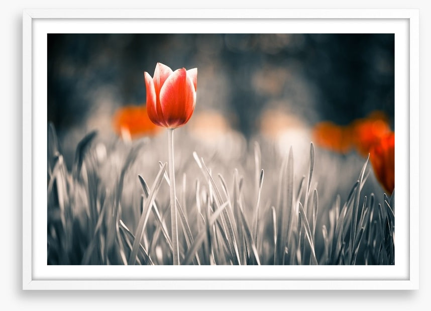 Red tulip