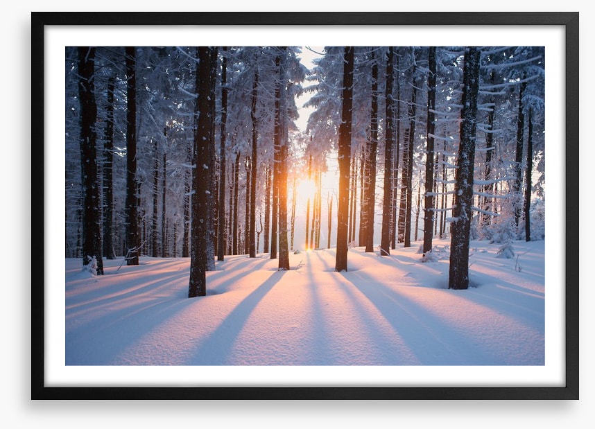 Snowy forest sunrise