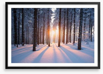 Snowy forest sunrise