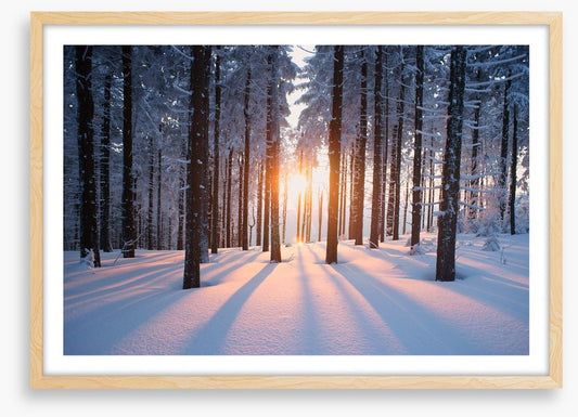 Snowy forest sunrise