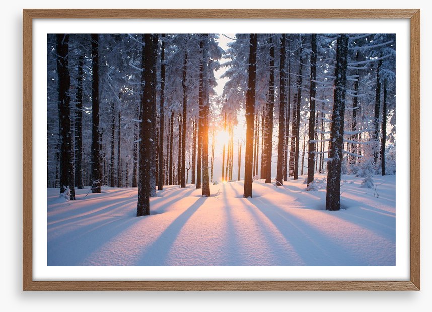Snowy forest sunrise