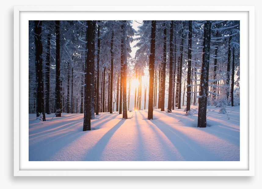 Snowy forest sunrise