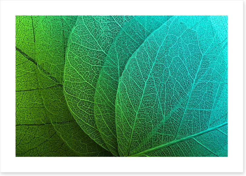 Macro leaves