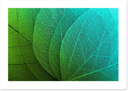 Macro leaves